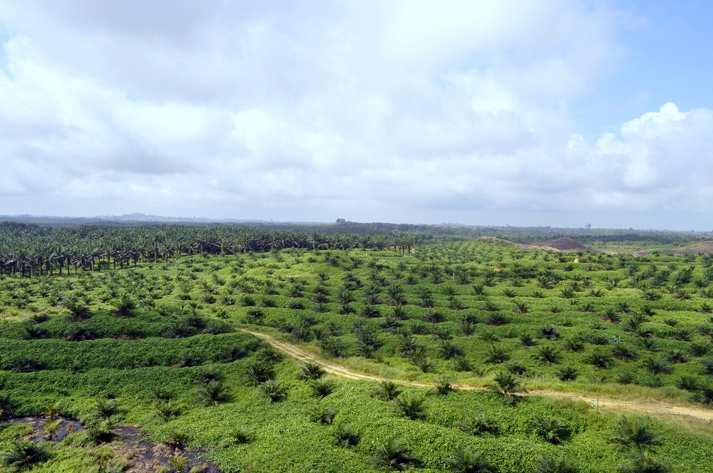 Pekebun Kecil Digalak Ambil Peluang Mohon Insentif Tanam Semula Sawit